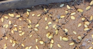 Kibby (Kibby-Bel-Saneeya)