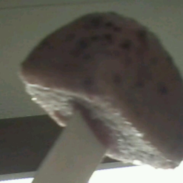 Frozen Blueberry Yogurt Pops