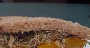 Avocado and Orange Sandwich