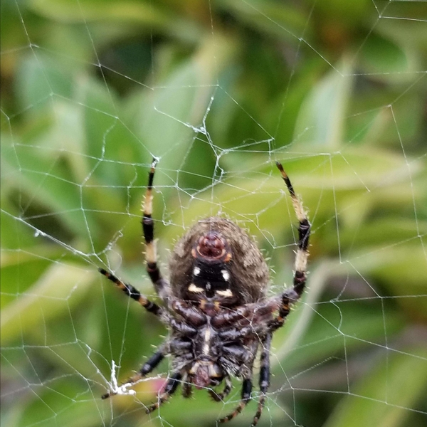 Creamy Goat Cheese and Honey