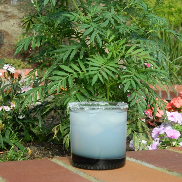 Salty Dog Cocktail