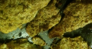 Onion Dijon Crusted Catfish