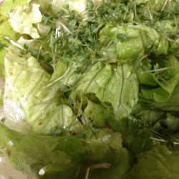 Green Salad with Garden Cress