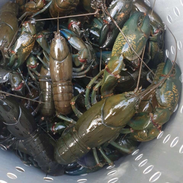 Louisiana Crawfish Boil