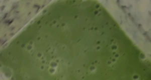 Tropical Smoothie with Kale