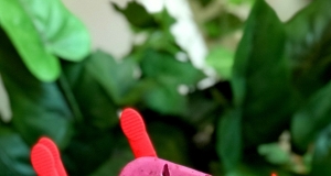 Peach-Blackberry Yogurt Pops