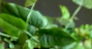 Wizarding World Pumpkin Juice #2