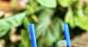 Delicious Fruity Green Smoothie