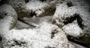 Anise Waffle Cookies