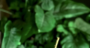 Chocolate Sapote Smoothie