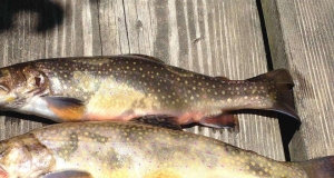 Campfire Trout