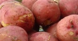 Screaming Potatoes