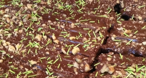 Zucchini Brownies