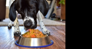 Homemade Dog Food with Meat and Vegetables