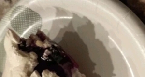 Blueberry Dessert