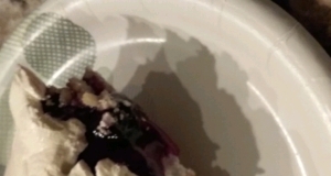 Blueberry Dessert