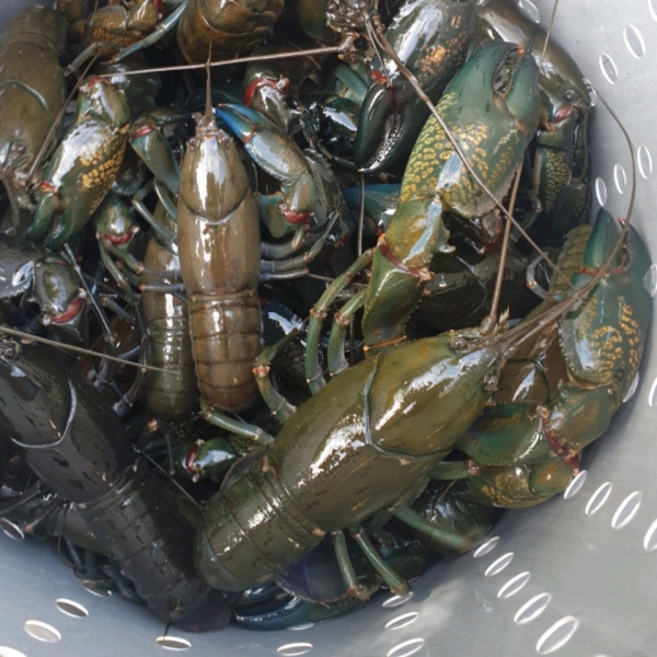 Louisiana Crawfish Boil