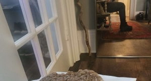 Big Soft Ginger Cookies