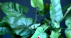 Strawberry Guava Spritzer