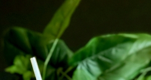 Tropical Green Power Shake