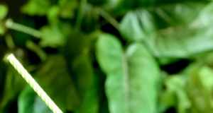 Wild Pina Colada Green Smoothie