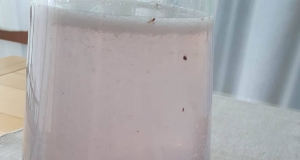 Blueberry Stevia Lemonade