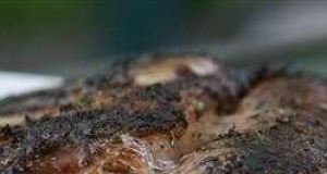 Grilled Rack of Lamb with Mustard Crust