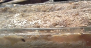 Ricotta Apple Lasagna