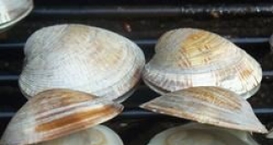 Grilled Littleneck Clams