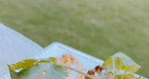 Air Fryer Cauliflower with Taco Seasoning