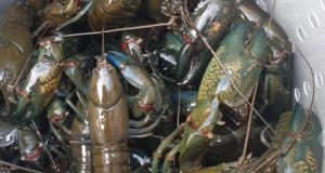 Louisiana Crawfish Boil