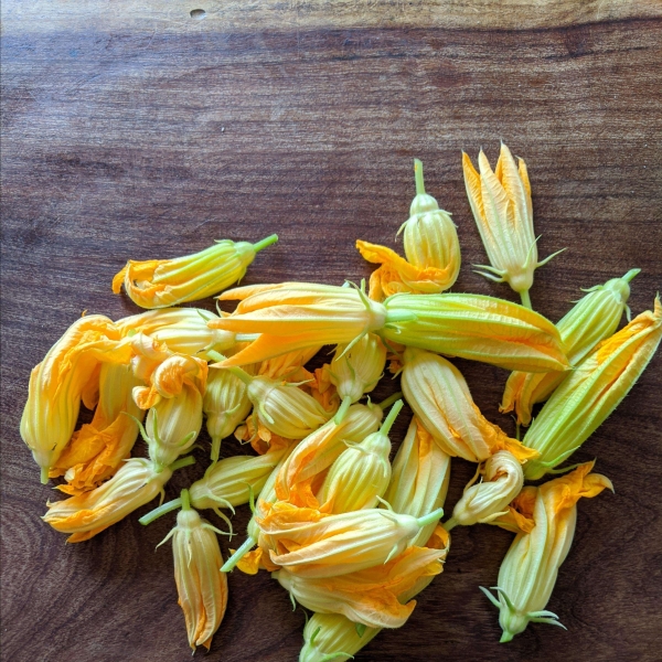 Zucchini with Pumpkin Blossom Cream Sauce and Tomatoes