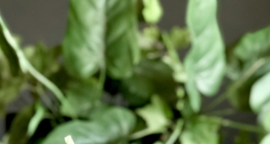 Honeydew Juice With Chocolate Syrup