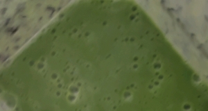 Tropical Smoothie with Kale