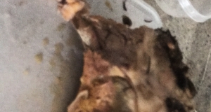 A Nice Slow-Cooked Pork