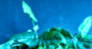 Pomegranate Martini II