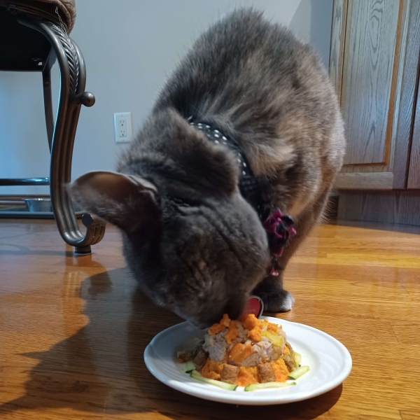 Birthday Cake for Your Cat