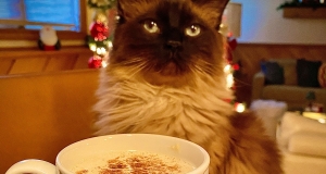 Tom and Jerry Batter