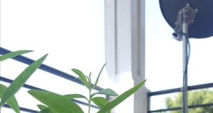 Lemon Verbena Simple Syrup