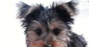 Homemade Dog Food with Chicken