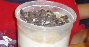 Munchy Crunchy Cookies