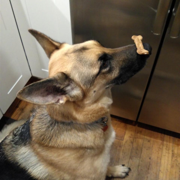 Brie's Very Vanilla Dog Treats