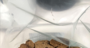 Famous Amos Chocolate Chip Cookies