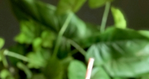 Toddler Smoothie